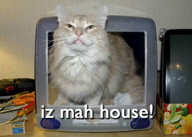another_lolcat_meme