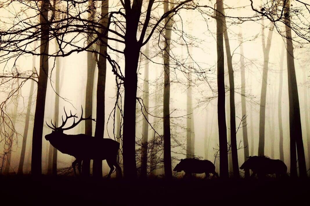 šuma_životinje_priroda
